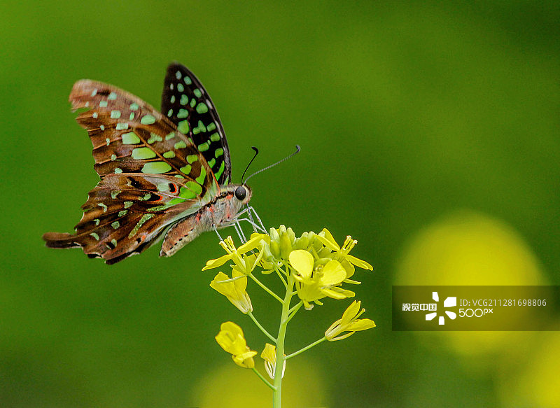 带尾巴的燕尾蝶图片素材