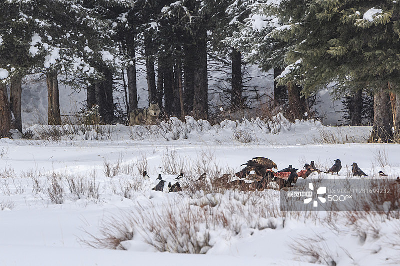 灰狼守护着它的猎物图片素材