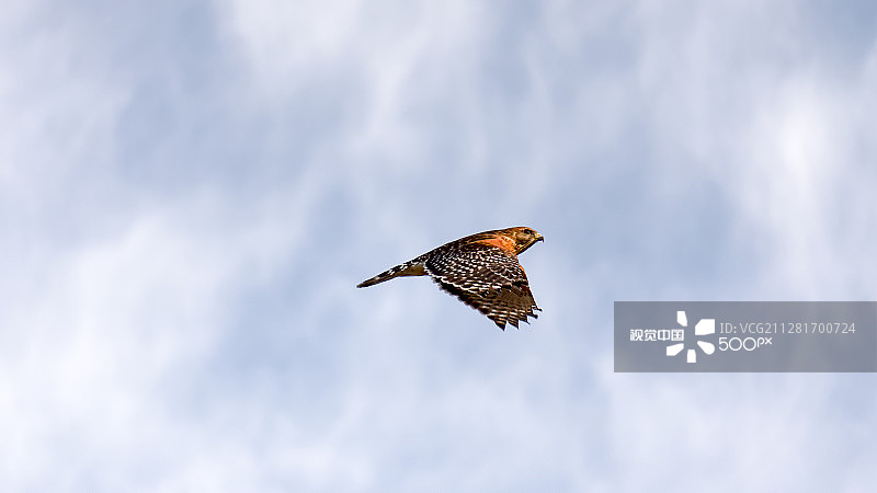 红肩鹰飞过图片素材