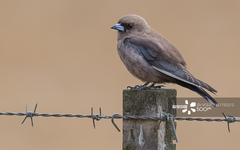 暗色燕鵙图片素材