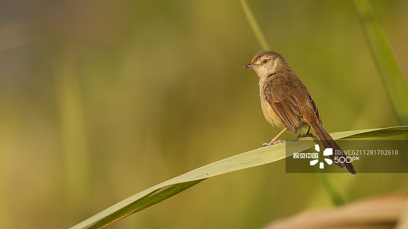 普里尼亚图片素材