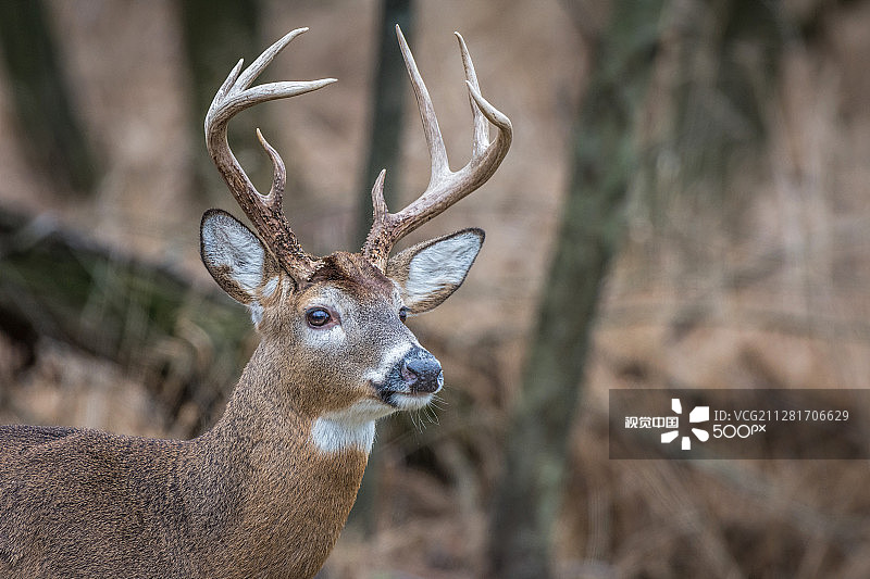壮丽的白尾鹿图片素材