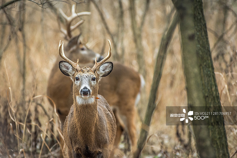 几只雄鹿图片素材