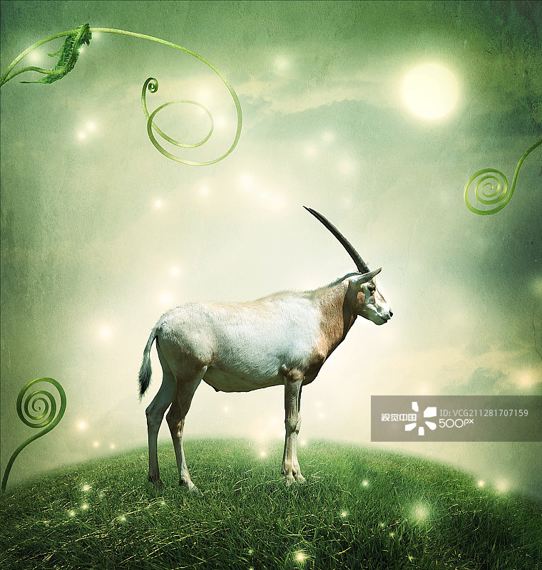 月光下的白 Oryx 羚羊图片素材