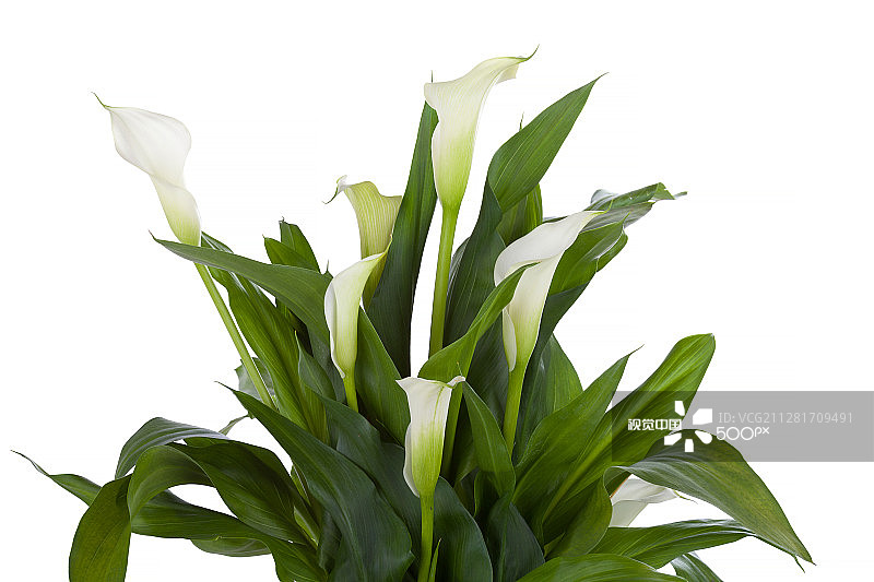 白色背景下的马蹄莲图片素材