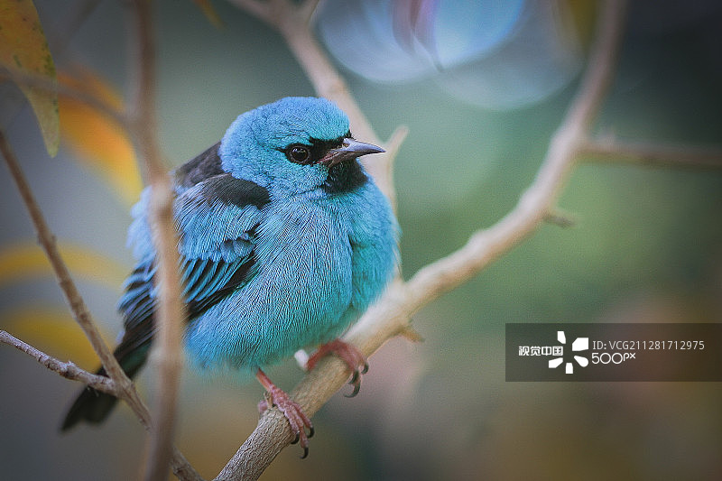 蓝色的鸟图片素材