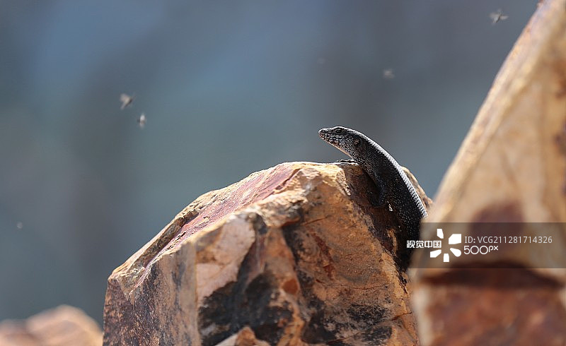 瞭望中的蜥蜴图片素材