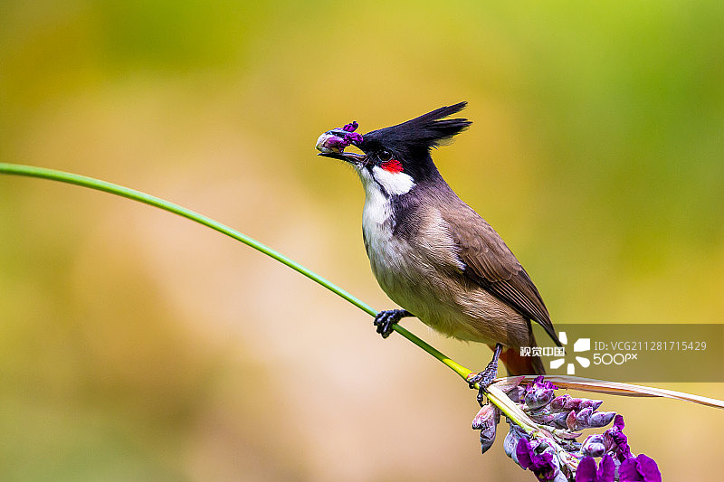 红耳鹎吃花，美丽的绿色背景图片素材