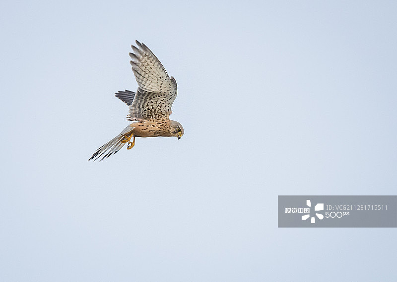 普通的红隼图片素材