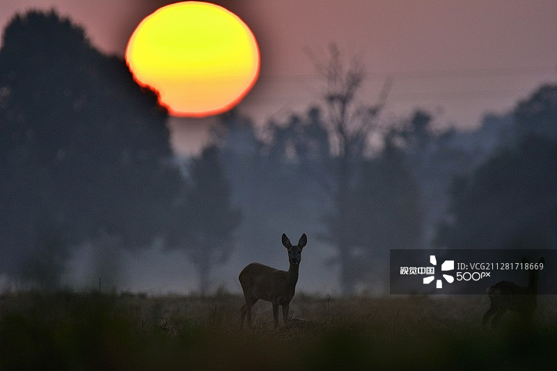 小鹿与日落图片素材