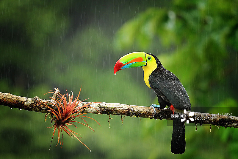 虹嘴巨嘴鸟图片素材
