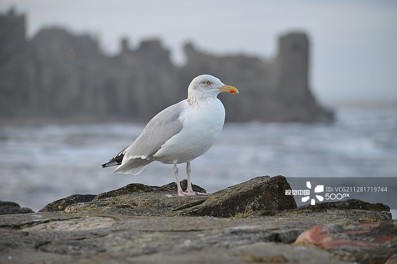 海鸥与圣安德鲁斯城堡图片素材
