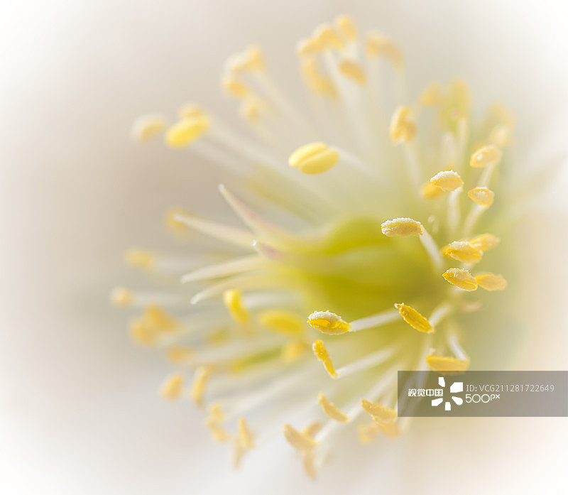 黑嚏根草图片素材