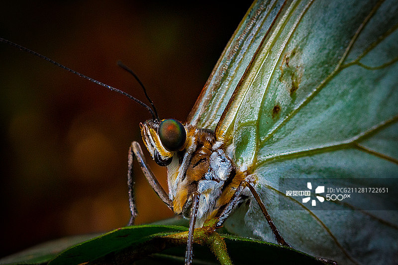 多眼灰蝶图片素材