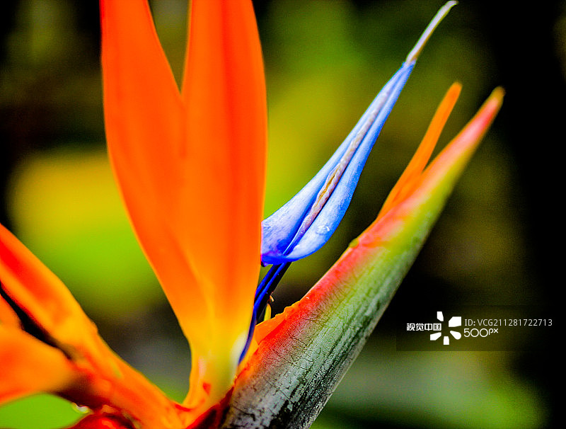 夏威夷色彩图片素材