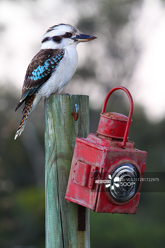 栖息在杆子上的翠鸟图片素材