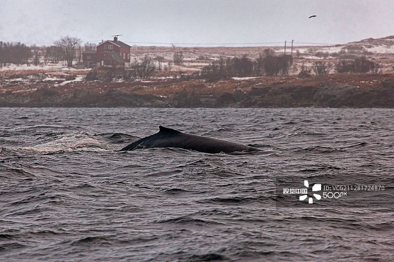 海岸线上的长须鲸图片素材