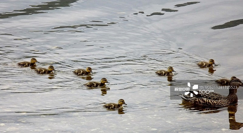 母鸭带着小鸭在湖上图片素材
