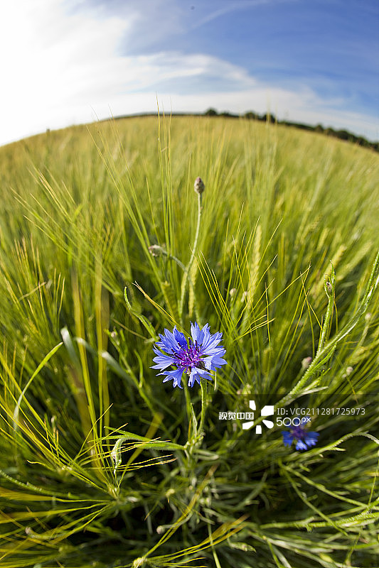 田野里的玉米花图片素材