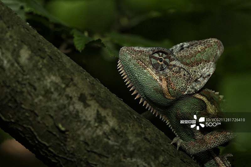 高冠变色龙图片素材