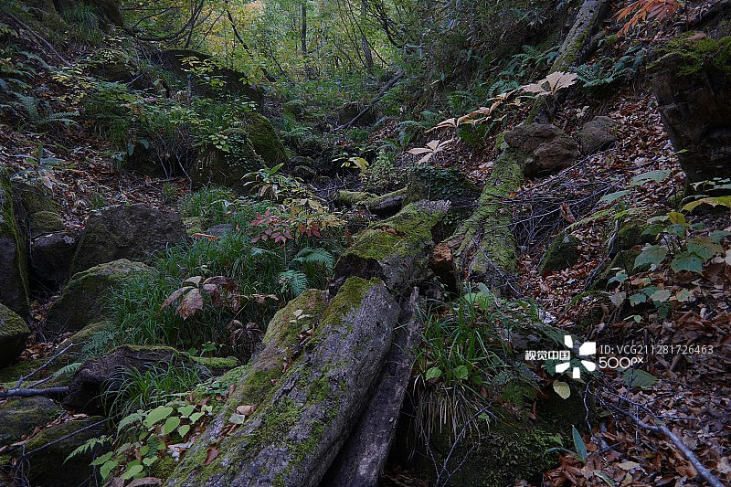 月山秋季山毛榉森林图片素材