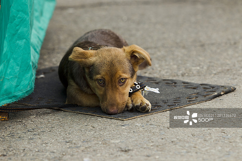 孤独的小狗图片素材
