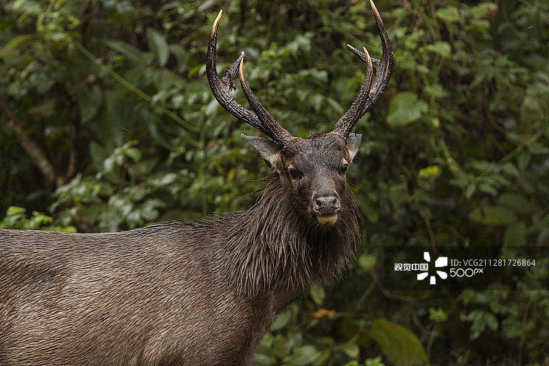 雄性水鹿图片素材
