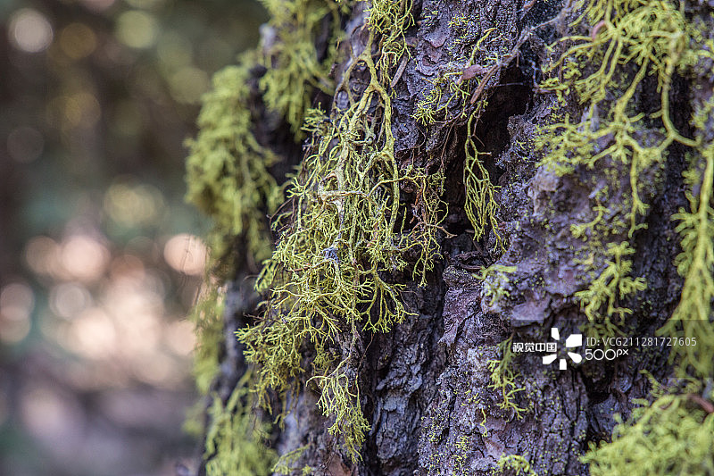 扭叶松图片素材