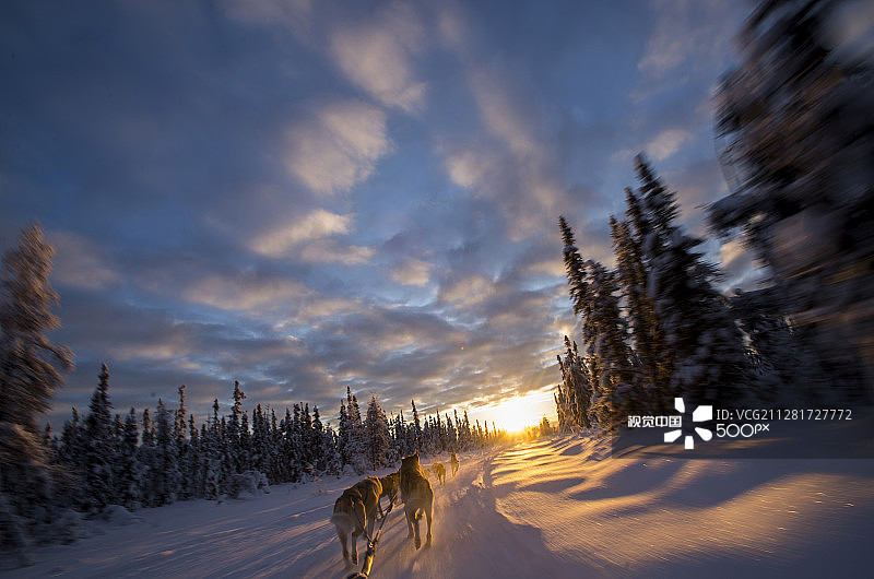 狗拉雪橇图片素材