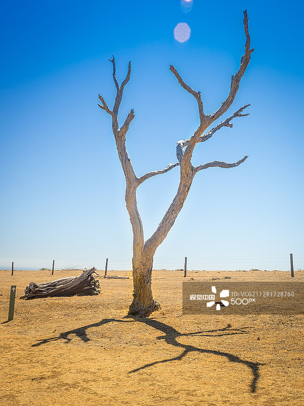 南澳大利亚的夏日枯树图片素材