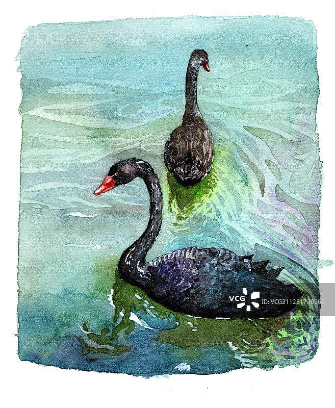 黑天鹅图片素材