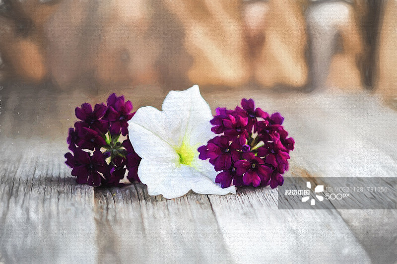 矮牵牛花图片素材