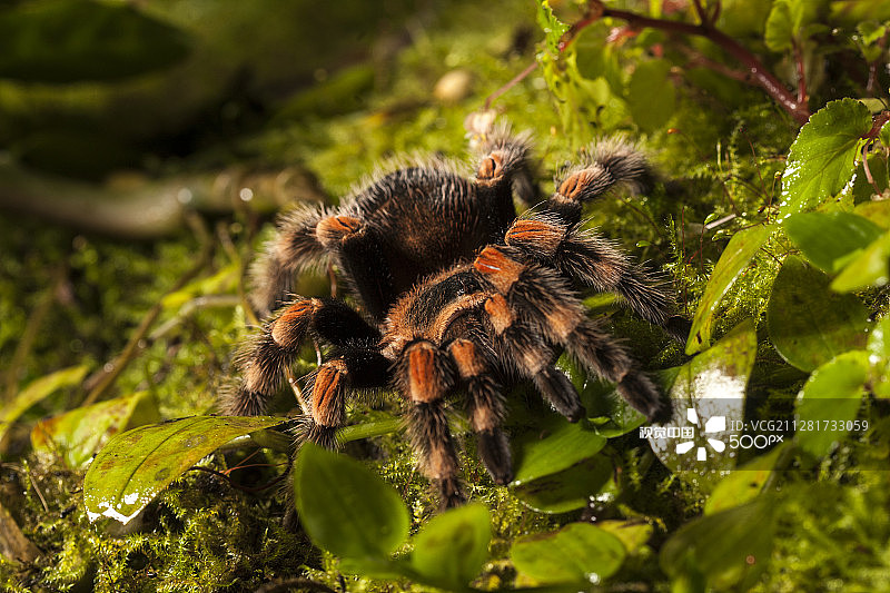 毛茸茸的恐怖生物图片素材