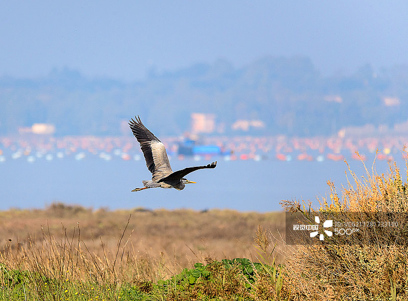 苍鹭的飞行图片素材