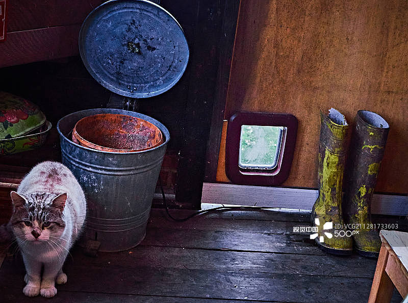 厨房里的猫图片素材