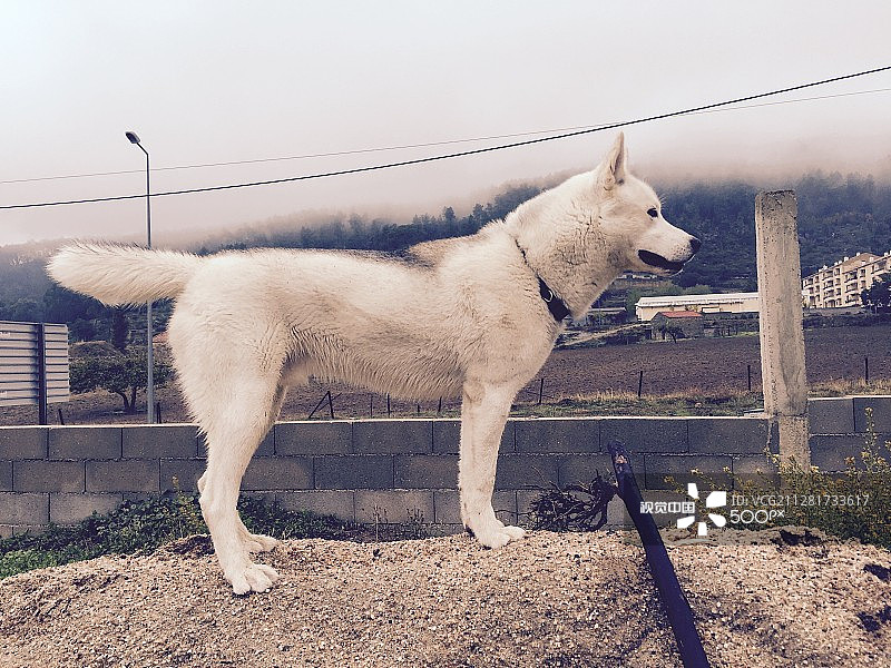 好奇的哈士奇图片素材