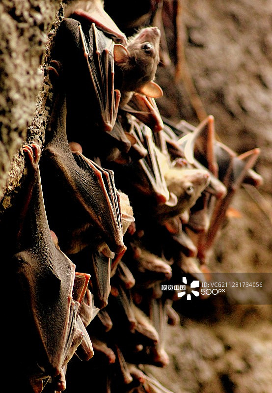 蝙蝠图片素材