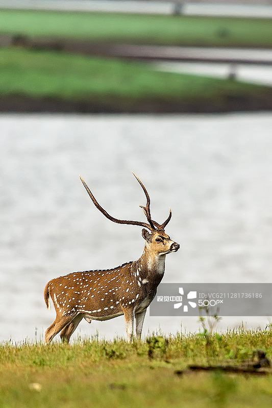 雄鹿图片素材