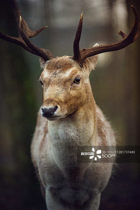鹿图片素材