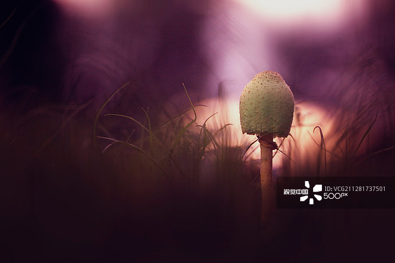 淡紫色图片素材