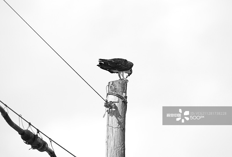 鱼鹰享用午餐图片素材