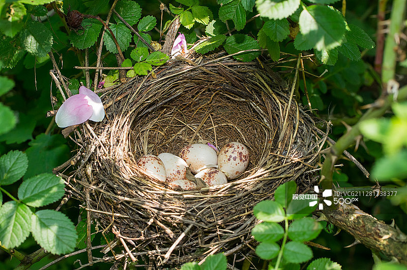 燕窝炖蛋图片素材