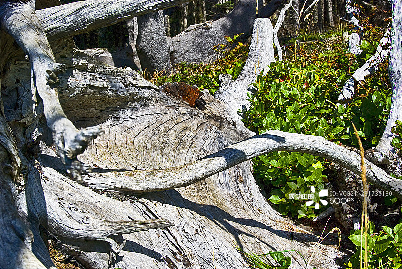 蒂拉穆克04图片素材