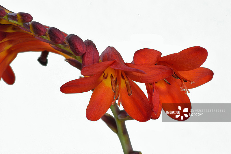 雄黄兰图片素材