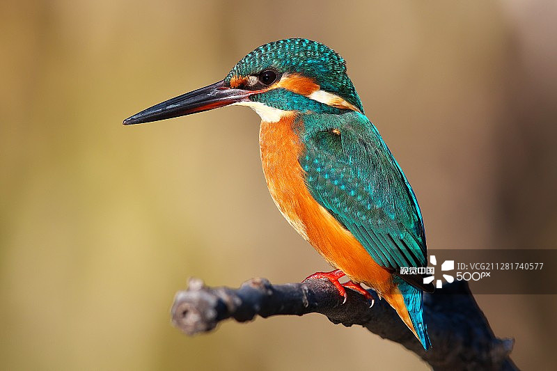 摄影：Nana BLUE图片素材