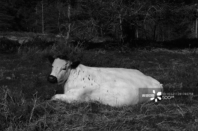 白色乳牛享受日光浴图片素材