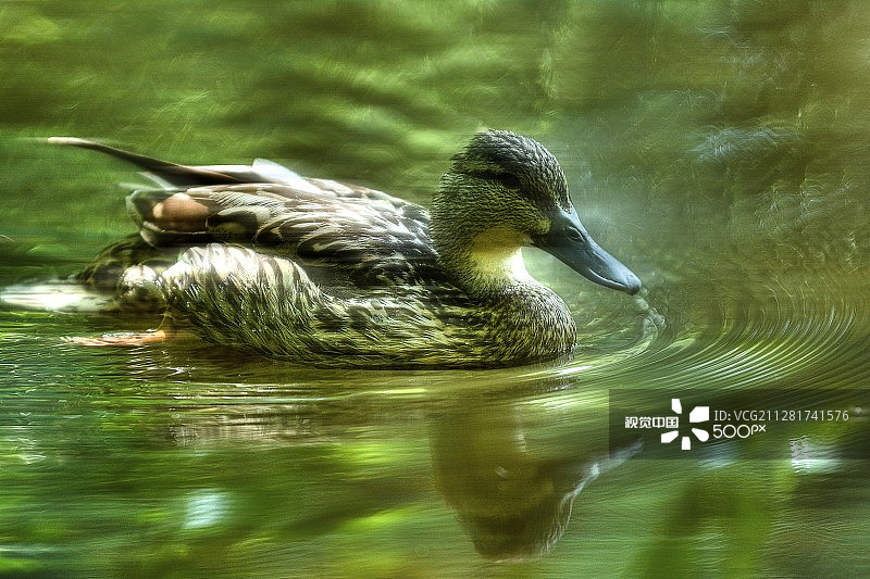 橡胶鸭图片素材
