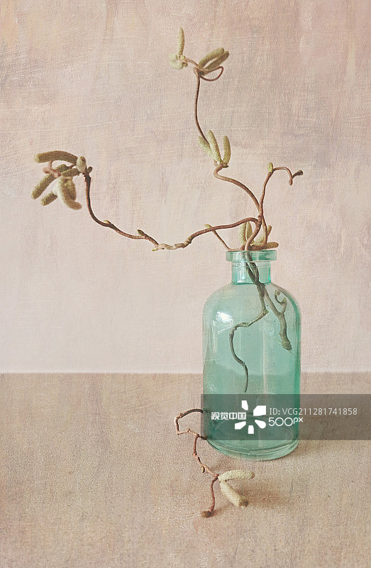 扭曲的榛子图片素材