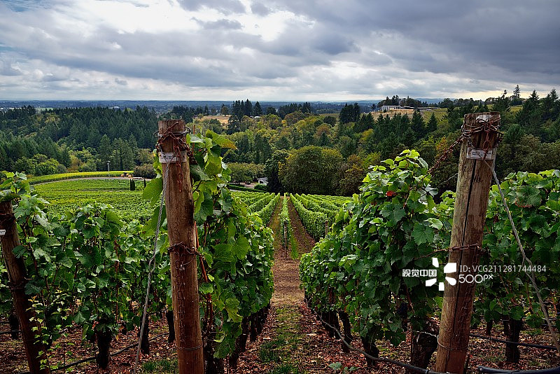 绵延山谷的葡萄园和威拉米特乡村风光图片素材