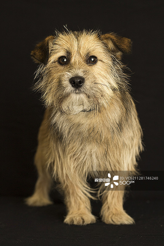 小大型犬图片素材